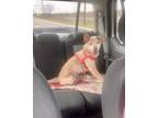 Adopt Pooh Bear a Brindle Chow Chow / Hound (Unknown Type) / Mixed (short coat)