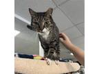 Adopt Flower Boy a Brown Tabby American Shorthair / Mixed (short coat) cat in