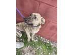 Adopt Mel a Brindle Bernese Mountain Dog / Mixed Breed (Medium) / Mixed (short