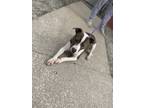 Adopt Valarie a Merle American Pit Bull Terrier / Mixed Breed (Medium) / Mixed