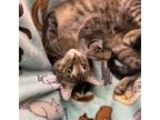 Adopt Walker a Brown Tabby Domestic Shorthair (short coat) cat in Butner