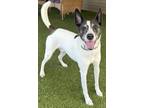 Adopt Comet a Brindle Jack Russell Terrier / Mixed Breed (Medium) / Mixed (short