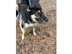 Adopt Ginger a Black - with Tan, Yellow or Fawn German Shepherd Dog / Husky /
