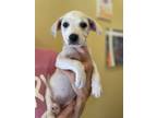 Adopt Sally a White Boxer / Labrador Retriever / Mixed dog in Denton