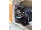 Adopt Sully a All Black Domestic Shorthair / Mixed Breed (Medium) / Mixed (short