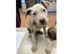 Adopt Femi K87 2/27/24 a Tan/Yellow/Fawn American Pit Bull Terrier / Mixed Breed