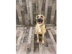 Adopt Fenrir K11 1/22/24 a Tan/Yellow/Fawn German Shepherd Dog / Mixed Breed