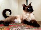 Adopt Mocha a Spotted Tabby/Leopard Spotted Siamese / Mixed cat in Lorain