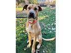 Adopt Bosco a Tan/Yellow/Fawn Labrador Retriever / Great Dane / Mixed (short