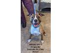 Adopt Xena a Brindle - with White Pit Bull Terrier / Mixed dog in Pottsville