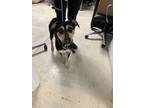Adopt Bourbon a Black Shepherd (Unknown Type) / Mixed Breed (Medium) / Mixed