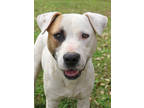 Adopt Percy a White Mixed Breed (Small) / Mixed Breed (Medium) / Mixed (short