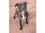 Adopt Shadow a Black American Pit Bull Terrier / Mixed Breed (Medium) / Mixed