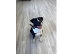 Adopt Titan a Black Terrier (Unknown Type, Medium) / Mixed Breed (Medium) /