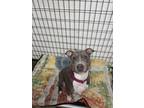 Adopt Sophia a Gray/Blue/Silver/Salt & Pepper American Pit Bull Terrier / Mixed