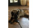 Adopt Joey a Tan/Yellow/Fawn Belgian Malinois / Mixed dog in Charleston
