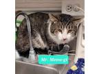 Adopt Mr. Meow-gi a Domestic Shorthair / Mixed (short coat) cat in Richmond