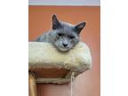 Adopt Walter a Gray or Blue (Mostly) Russian Blue (medium coat) cat in Orlando