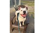 Adopt Bailey Grace a American Staffordshire Terrier / Mixed dog in New Bern