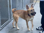 Adopt Mila a Tan/Yellow/Fawn German Shepherd Dog / Mixed Breed (Medium) / Mixed