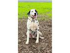 Adopt Domino a White - with Black Dalmatian / Mixed dog in Turlock