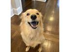 Adopt Hudson a Red/Golden/Orange/Chestnut Golden Retriever / Mixed dog in