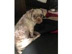 Adopt Dro Cole DH24 CP in TN a Shih Tzu / Mixed dog in Saunderstown