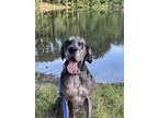 Adopt Martin a Great Dane / Mixed dog in Kennesaw, GA (40864114)