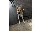 Adopt Athena a Tan/Yellow/Fawn - with Black German Shepherd Dog / Mixed dog in