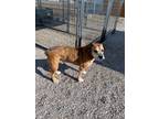 Adopt TATER a Tan/Yellow/Fawn - with White Mixed Breed (Large) / Mixed dog in