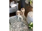 Adopt BooBoo a White - with Brown or Chocolate Cockapoo / Mixed dog in Cape