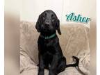 Adopt Asher (pending) a Black Labrador Retriever / Poodle (Standard) / Mixed dog