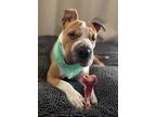 Adopt MUFFIN a Red/Golden/Orange/Chestnut - with White Shar Pei / English