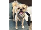 Adopt Sunny a Border Terrier / Pug / Mixed dog in Lake Forest, CA (40884174)