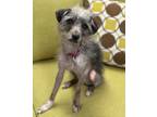 Adopt Benjie a Terrier (Unknown Type, Small) / Mixed dog in Lake Forest