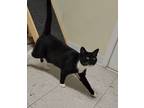 Adopt MUNCHKIN a Domestic Shorthair / Mixed (short coat) cat in Sandusky
