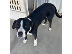 Adopt Snoopy a Labrador Retriever / Mixed Breed (Medium) / Mixed dog in