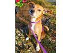 Adopt Abner a Basenji / Mixed Breed (Medium) / Mixed dog in Fort Myers