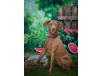 Adopt Peanut a Weimaraner / American Pit Bull Terrier dog in Denver