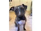 Adopt Trinity A045674 a Staffordshire Bull Terrier / Mixed Breed (Medium) /
