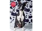 Adopt Bella Donna a Bull Terrier / Shepherd (Unknown Type) / Mixed dog in