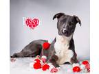 Adopt Biggie Smalls a Mixed Breed (Medium) / Mixed dog in Hardeeville
