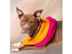 Adopt Pumpkin a American Pit Bull Terrier / Mixed dog in Hardeeville