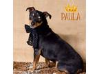 Adopt Paula a Manchester Terrier / Miniature Pinscher / Mixed dog in