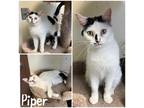 Adopt Piper a White Domestic Mediumhair / Mixed Breed (Medium) / Mixed (short
