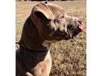 Adopt Lyla a American Staffordshire Terrier / Mixed dog in Henderson