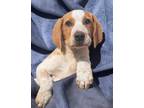 Adopt Harriet a Hound (Unknown Type) / Australian Cattle Dog / Mixed dog in El