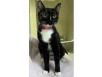 Adopt Carmilla a All Black Domestic Shorthair / Mixed Breed (Medium) / Mixed