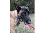 Adopt Brodie a Belgian Malinois / Mixed dog in Rockwall, TX (40746613)