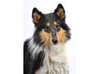 Adopt Doyle (Foster Home) a Brown/Chocolate Collie / Mixed Breed (Medium) /